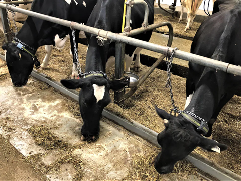 Bien-être animal: la majorité des vaches laitières du Québec sont attachées  au cou pendant leur période de lactation